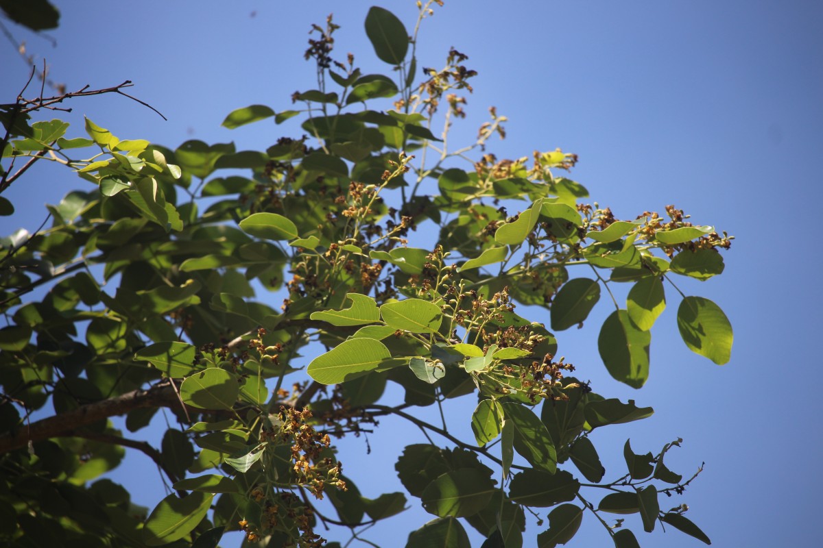 Pterocarpus santalinus L.f.